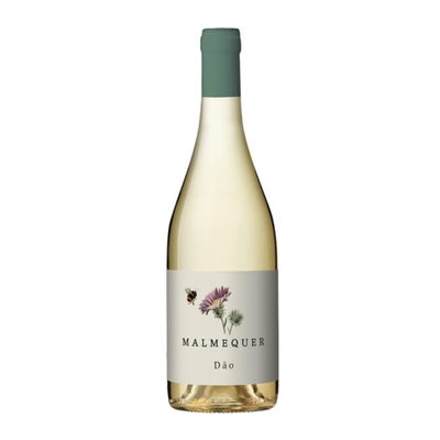 Malmequer  Branco